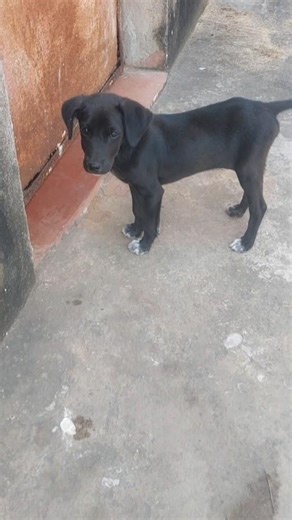 Baby Labrador 5 🐕🐈‍⬛️🐕 #puppies #puppy #shorts #viral #shorts #puppypic #newfie #cutepup #cutealert