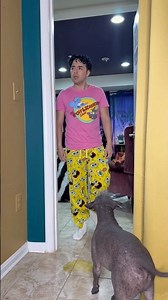 DIA de los INOCENTES: PERRO sin PELO Hace BROMA pesada A Dueño