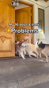 11M views · 524K reactions | Do your dogs have pawblems and quirks? 樂These babies are all the goodest boys and girls but definitely have their own special quirks that keep life interesting 殺 we love how they’re all so unique and make life so special ❤️#fosterdogs #dogsoffacebook #rescuedogs | Thegoodhype | Facebook