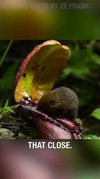 put some honey on your nose....