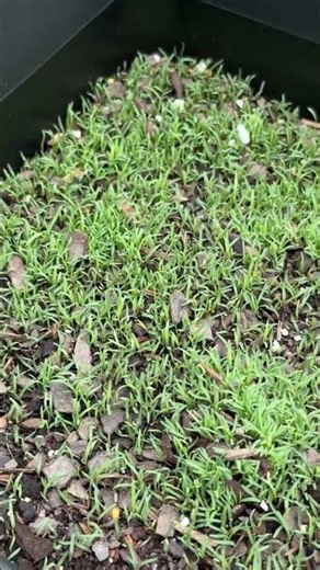 Golf Course Lawn Bermuda Grass Seed 9 Day Update. #golfcourselawn