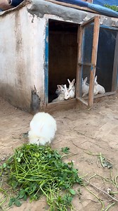 Female rabbit ko rescue kiya 🐇🥹 #fyp #rabbit #rescue | Hum In Birds