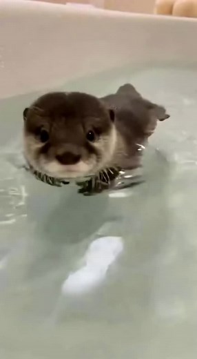 Cute Baby Otters: Adorable Moments in Water