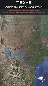 62K views · 1K reactions | Black bear range in Texas, range has been updated for 2025, based off sightings from all social media platforms. In order to confirm a county, multiple individual sightings must occur. #blackbear #Texas #bears #bear #jamesbigleyranches #texasbear go to link for mapping - https://jamesbigleyranches.com/wildlife-management/black-bear-in-texas/ | James Bigley Ranches | Facebook