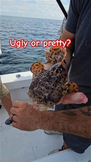 Gulf toad fish are they ugly or pretty? #fwc #fishingcharters #fishing