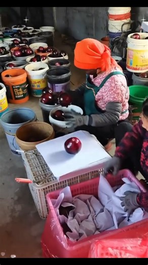 meet the world's fastest workers ever #shorts