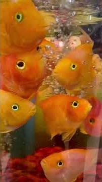 Giant Oscars & Parrots! Future tank goals? 😍🌊 #fish #exoticaquariumfish #