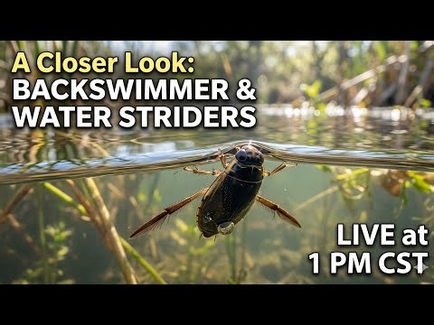 A Closer Look: Backswimmer and Water Strider