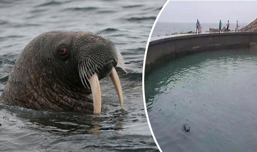 Walrus drags zookeeper and tourist underwater and kills them