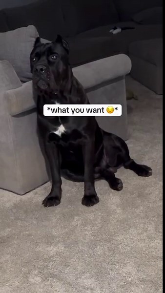 Giant dog exiled from the room for being a little thief