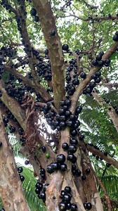 514K views · 2.9K reactions | Ever heard of jabuticaba? Also spelled...