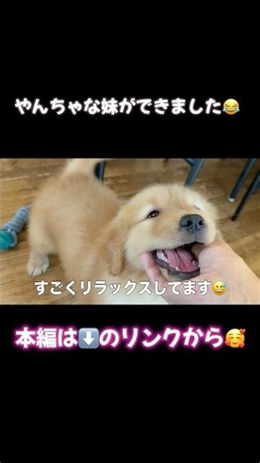 【ゴルパピがやってきた】 #ジャーマンシェパード #ゴールデンレトリバー #大型犬のいる生活 #goldenretreiver #germanshepherd