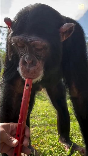 Why are chimpanzees dangerous 😱