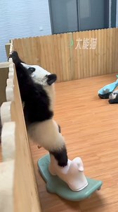 584K views · 10K reactions | I will escape from pandacatraz, you can bet about my already gigantic fluffy bum!  (Please share these posts if you like them to help me grow my page! Thank you! ) #silly #funnyanimals #babypanda #babypandas | Pandas, a Light In My Heart | Facebook