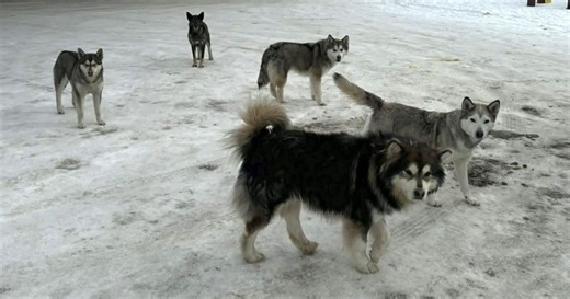 Northern Sask. communities grapple with feral dog populations