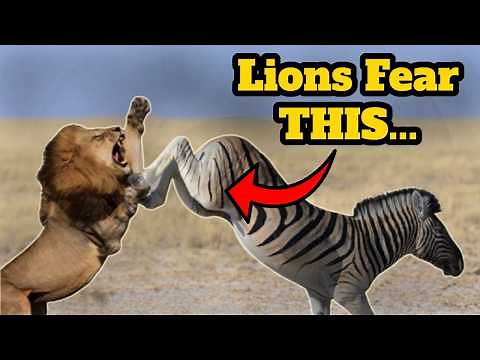 Zebra Kicks That Crush Predators