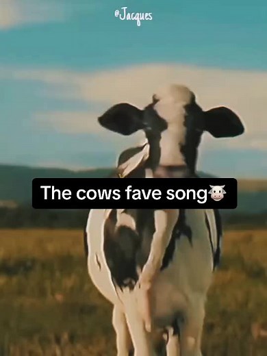 Just a fan on TikTok