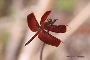 Neurothemis terminata - Alchetron, The Free Social Encyclopedia