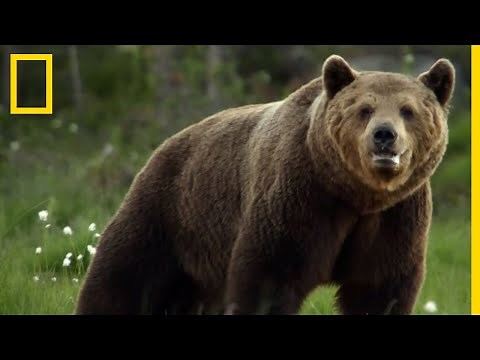 Comment l'ours brun utilise ses phéromones