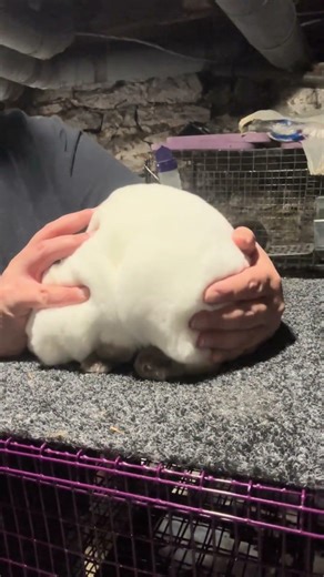 @imadedisfarm: Possing time. Starting to really work with the mini Rex kit on getting use to being h