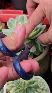 harvesting some Echeveria raspberry ice variegata offsets | bikolanahardinera #shortvideo #succulent