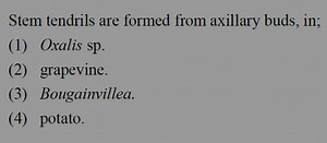 Stem tendrils are formed from axillary buds, in;(1) Oxalis sp ... | Filo