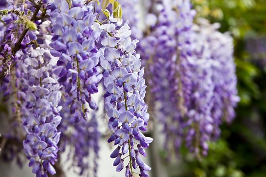 How to prune wisteria now for better spring blooms