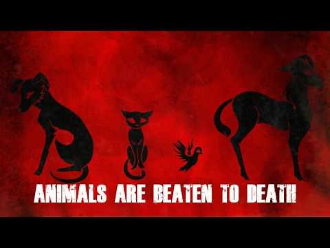 Animal Cruelty Animation