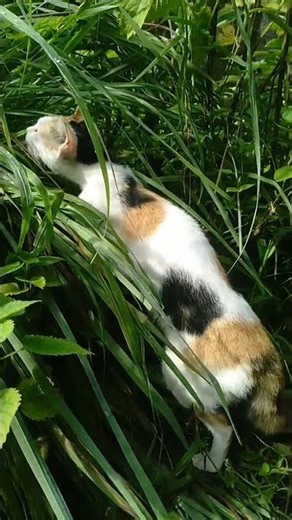 #remix #dj #cat #kucing #djrenepresentsunidosparalahistoriamixtape #kucingkampung