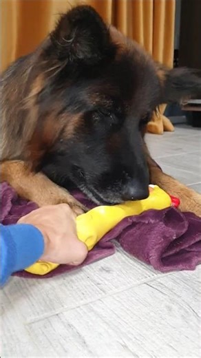 Cute German Shepherd