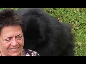 Amazing Virunga encounter! Tierney Trekking Mgahinga Mountain Gorillas in the pearl of Africa!