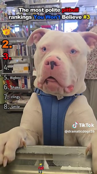 Polite Pitbull Alert: He Says