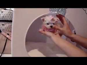 Teacup Puppies Store Tiny Teacup Maltese For Sale Puppy Boutique 2016 WE SHIP