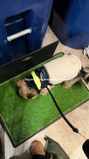 Indoor Dog Potty Training for Snowy Days