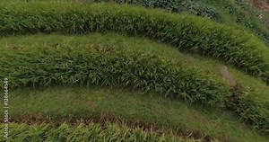 Beautiful 4k aerial shot of Longsheng Terraced Rice Field - Longsheng, Guangxi province, China. Rural view, agriculture, scenic area.Top view of green rice terraces in September.