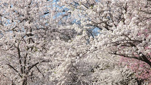 Cherry Blossom Festival blooms in Newark