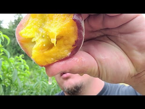 Peach tree varieties, puget sound, pacific northwest, peach trees, the orchard, Greater North West,