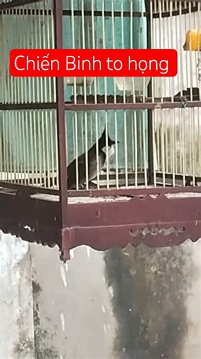 Chiến Binh Họng Bò - Chim Thất Khê - Lạng Sơn.