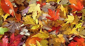 Equinozio d'autunno, anche quest'anno arriva il 23 settembre: ecco perché