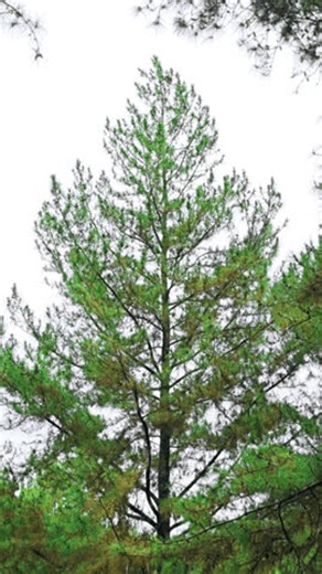 clip-3714907651-view-pines-trees-when-wind-come-through