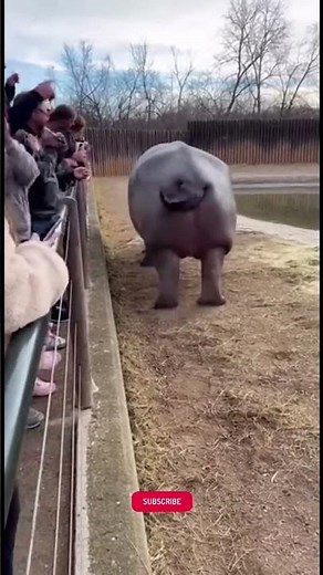 Hippo’s Unexpected Fart Sends Zoo Crowd Running 😂 | Viral Zoo Moment