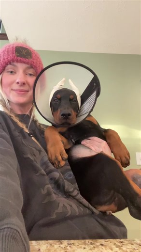 Meet Silver: Adorable 10-Week-Old European Doberman