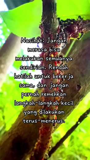 Melihat semut-semut yang berkumpul di dahan #Ketekunan#EtosKerja#FilosofiSemut#KekuatanKecil