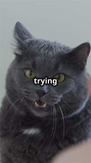 Can Cats Say 'M'? The Truth About Feline Speech! #shorts