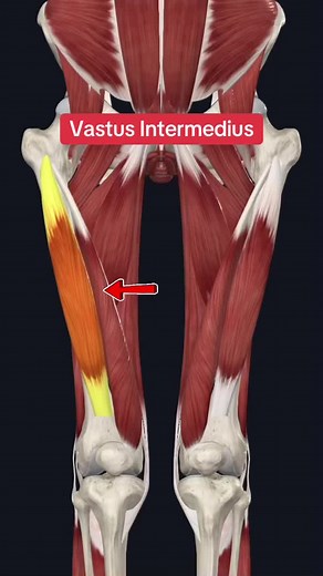Exploring Vastus Intermedius in Anatomy and Physiology