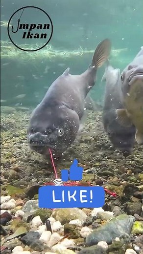 Choose the type of giant catfish that you often catch when fishing!