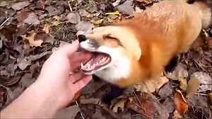 Cutest Baby Fox.....Adorable and Funny