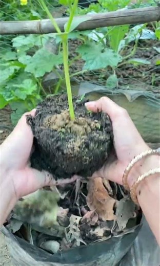 Compose for planting Cucumber 🥒 #farming #garden #nature