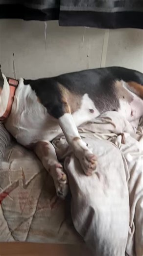 my dogs fast asleep again lol 😆 😴 we best let sleeping dogs lie