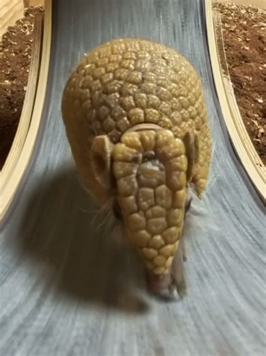 🥀 #armadillo #racing #animals #caredit